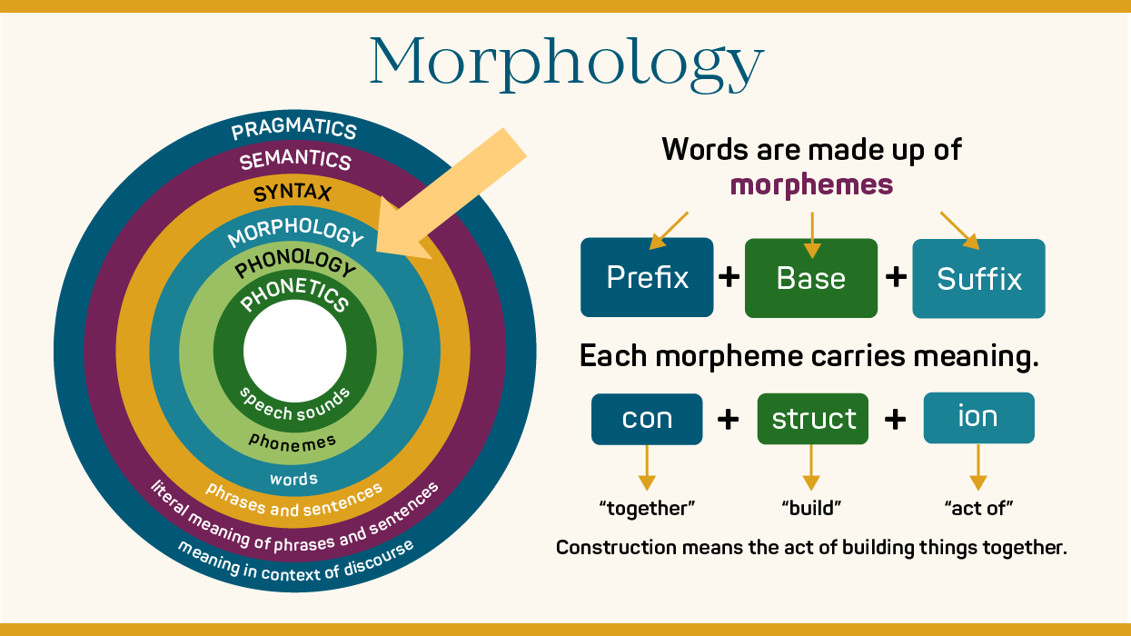 Morphology