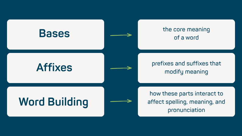 Diagram showing three components taught in morphology instruction: Bases (the core meaning of a word), Affixes (prefixes and suffixes that modify meaning), and Word Building (how parts interact to affect spelling, meaning, and pronunciation)